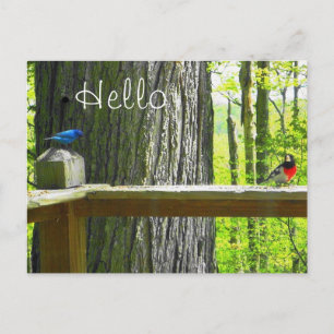 Carte Postale Indigo Bunting & Rose Breased Grosbe