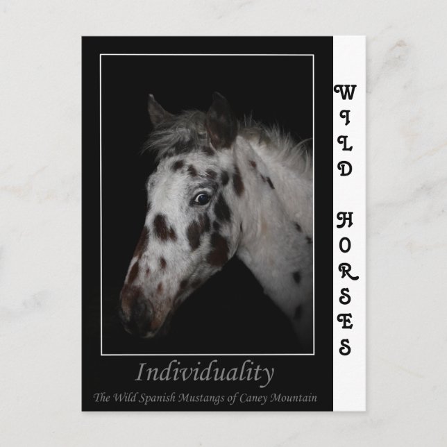 Carte Postale "Individualité" - Mustangs espagnols sauvages (Devant)