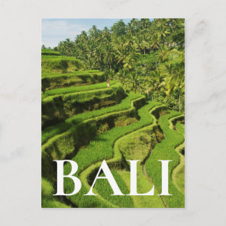 Carte Postale Indonesia, Bali | Rice Paddies
