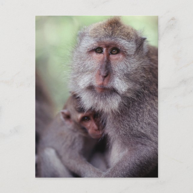 Carte Postale Indonesia, Bali, Ubud, Long-tailed Macaque (Devant)