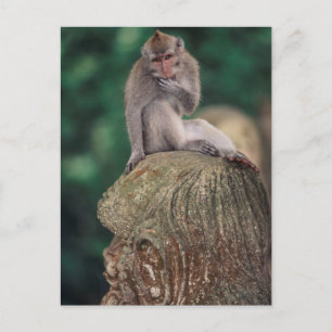 Carte Postale Indonésie, Bali, Ubud, Macaque à longue queue
