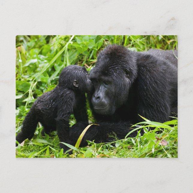 Carte Postale Infant Mountain Gorilla Kisses Silverback (Devant)