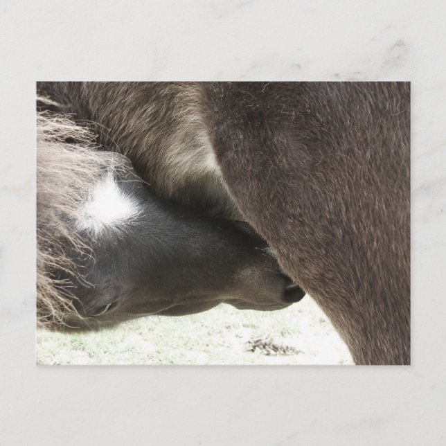 Carte Postale Infirmière mini poulain (Devant)