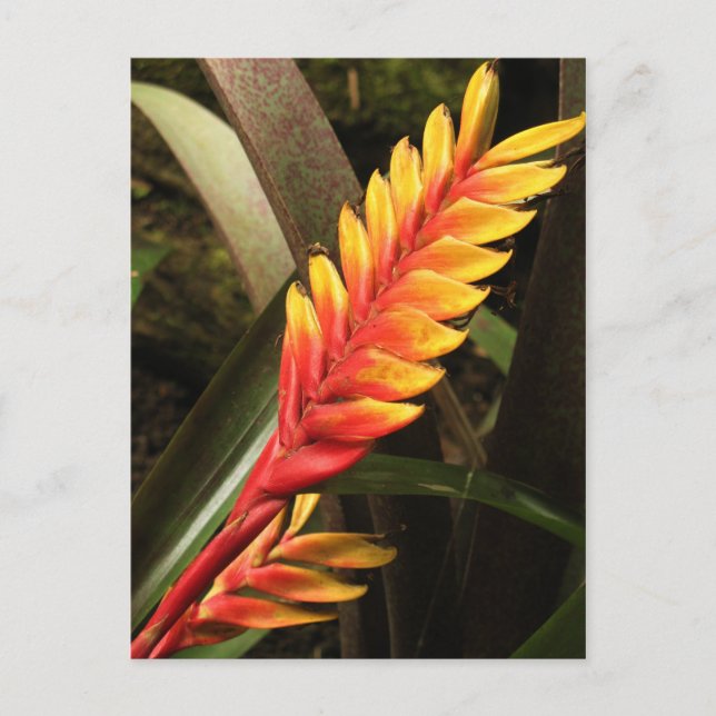 Carte postale "Inflorescence de Vriesea bromelia" (Devant)