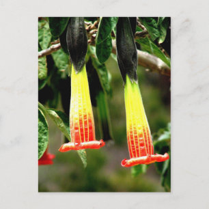 Carte Postale Ingapirca ruines Inca, Equateur