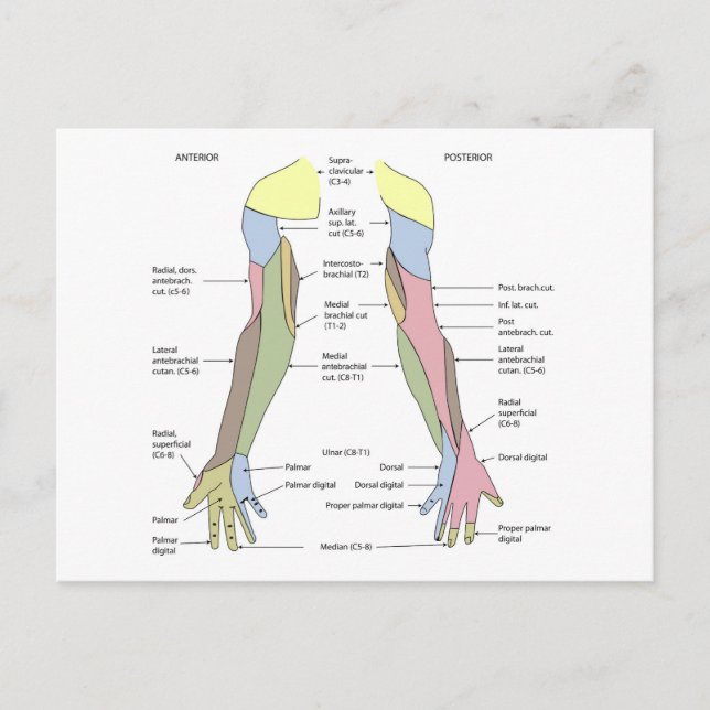Carte Postale Innervation cutanée du membre supérieur du système (Devant)