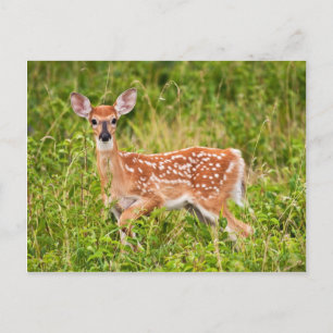 Carte Postale Innocence douce