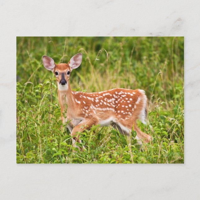 Carte Postale Innocence douce (Devant)