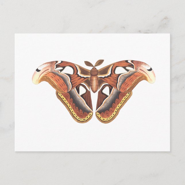 Carte Postale insecte animal papillon isolé (Devant)