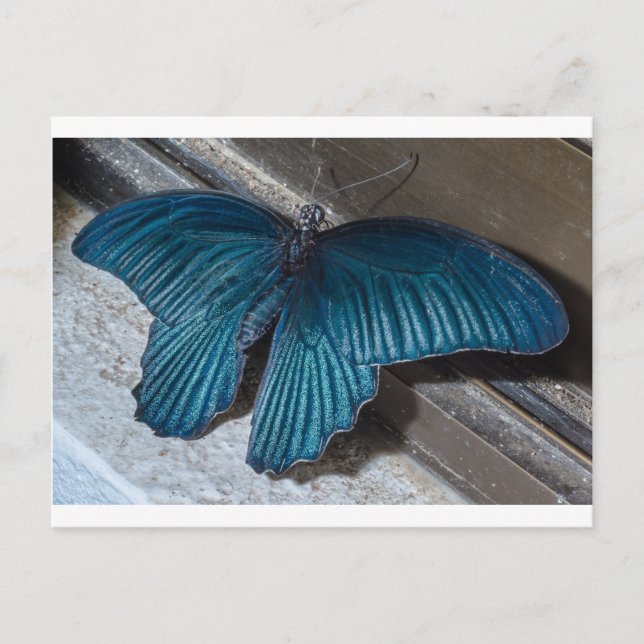 Carte Postale insecte bleu papillon volant de belles ailes (Devant)
