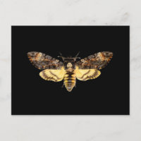 insecte papillon de la tête de mort d'afrique