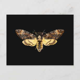 Carte Postale insecte papillon de la tête de mort d'afrique 