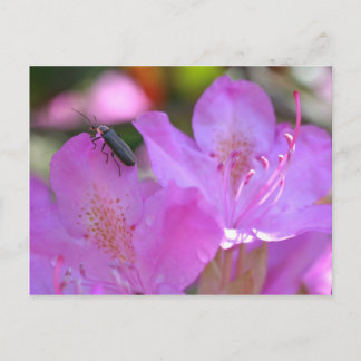 Carte Postale Insecte Sur Fleur Azalée Rose