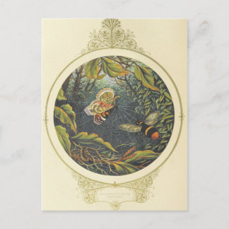 Carte postale Insecte vintage