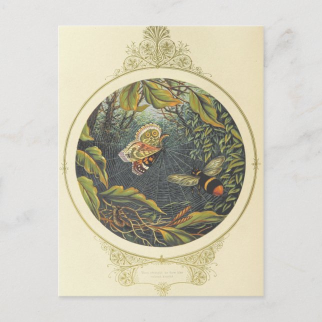 Carte postale Insecte vintage (Devant)