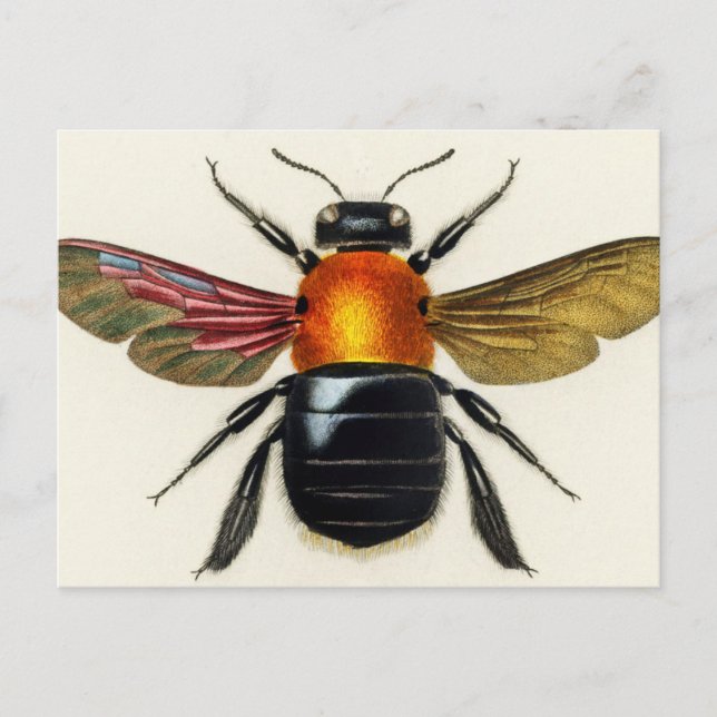 Carte Postale Insecte vintage illustrée (Devant)