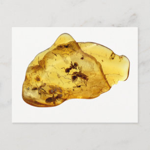 Carte Postale Insectes à l'intérieur de l'ambre