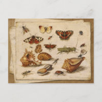 Insectes, coquillages et papillons
