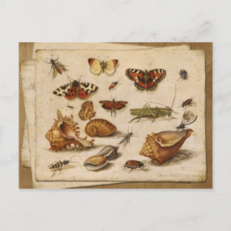 Carte Postale Insectes, coquillages et papillons