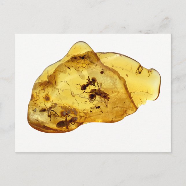 Carte Postale Insectes dans l'ambre (Devant)