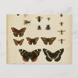 Carte Postale Insectes de jardin par Vision Studio