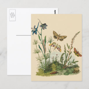 Carte Postale Insectes de jardin vintage, papillons, chenilles