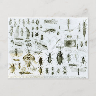 Carte Postale Insectes Entomologiques