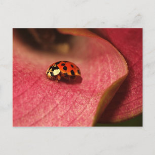 Carte Postale-Insectes-Le Bug De La Dame