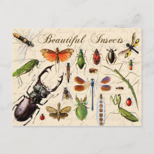 Carte Postale Insectes - les organismes les plus divers de la te