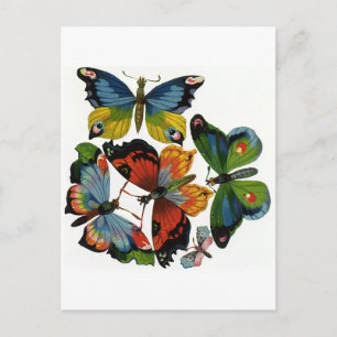 Carte Postale Insectes ou bugs vintage, beaux papillons