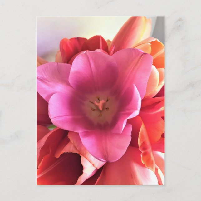 Carte Postale Inside (Devant)