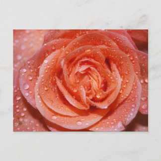 Carte Postale Inside a Rose