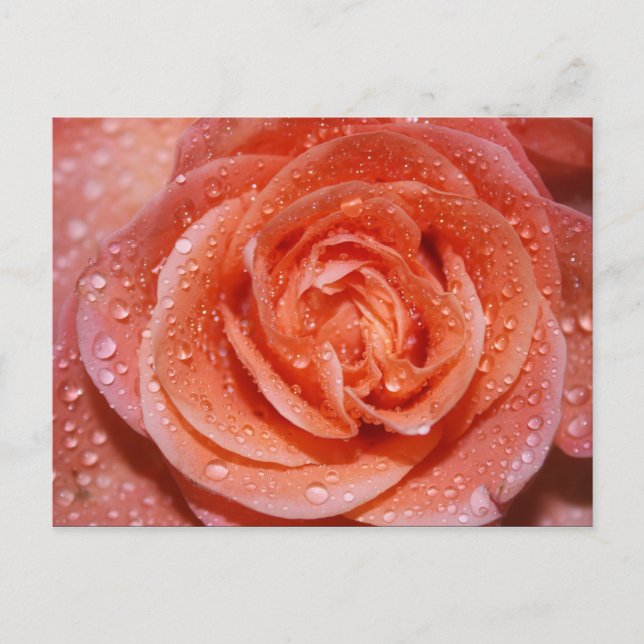 Carte Postale Inside a Rose (Devant)