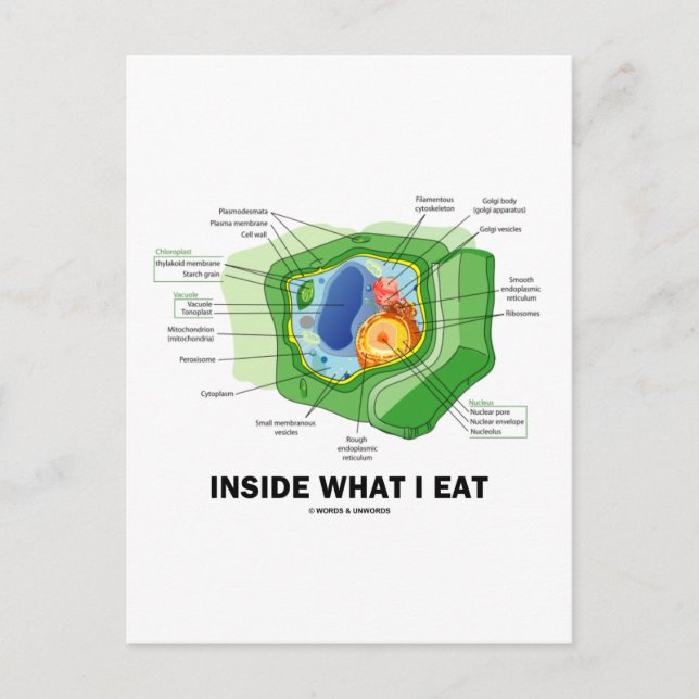 Carte Postale Inside What I Eat (Plant Cell Vegetarian Humor) (Devant)