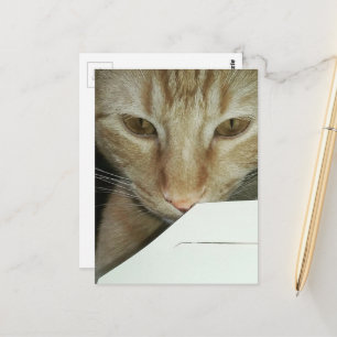 Carte Postale inspecteur de nourriture de chaton roux adorable