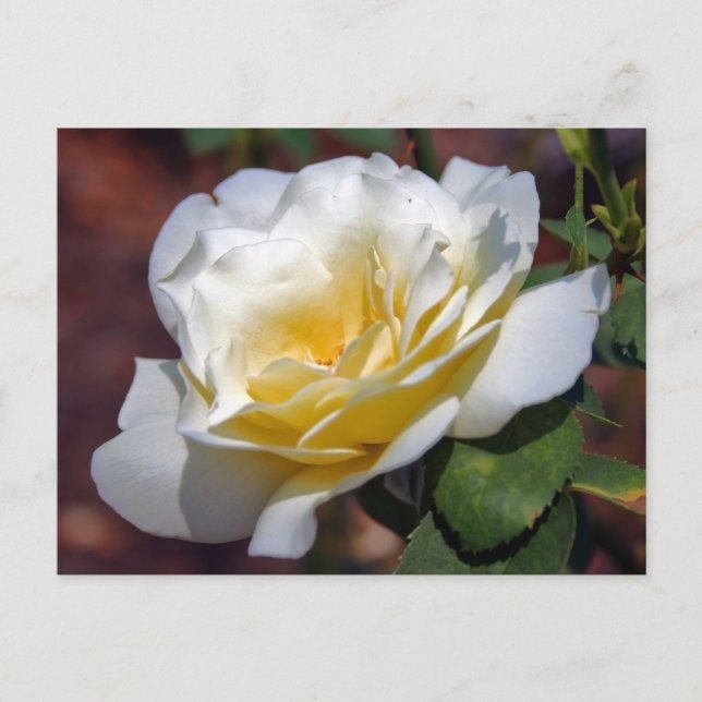 Carte postale Inspiration Blooming (Devant)