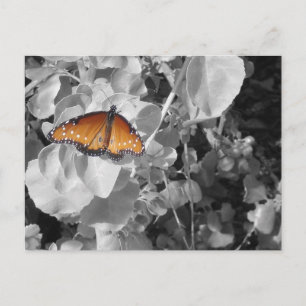 Carte Postale Inspiration Monarque Papillon photo noir blanc