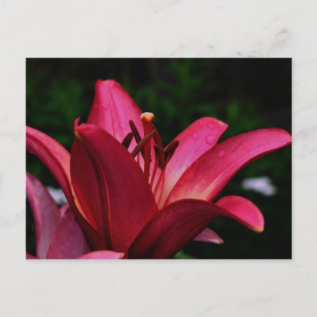 Carte postale Intense Daylily Flower (Devant)