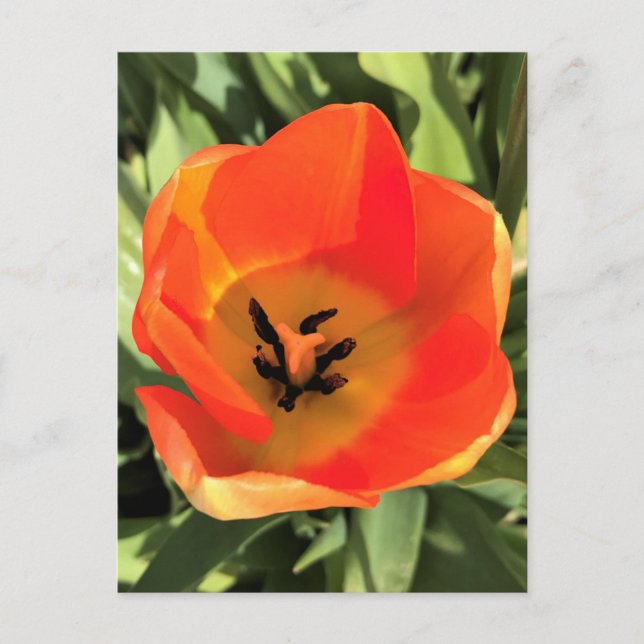 Carte Postale Intérieur de la tulipe orange (Devant)