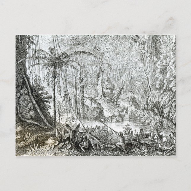 Carte Postale Intérieur d'une forêt primitive dans les Amazones (Devant)