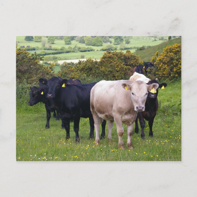 Carte Postale Invasion (Devant)