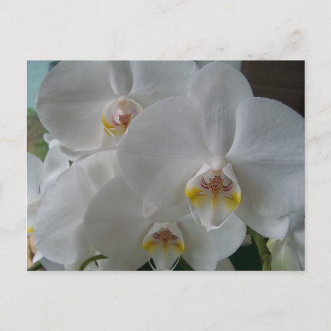 Carte Postale Invitation de douche nuptiale Orchidées blanches C (Devant)