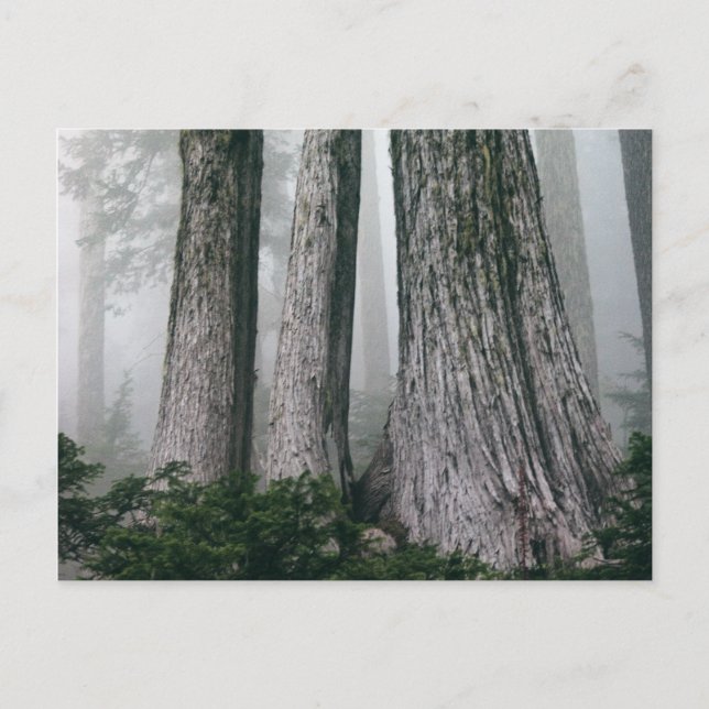 Carte Postale Invoquer la forêt (Devant)