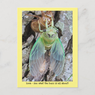 Carte Postale Iowa Cicada émerge d'une coquille