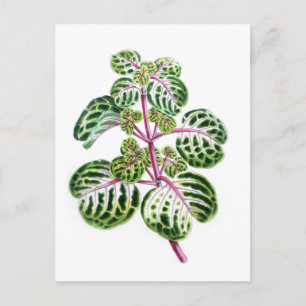 Carte Postale Iresine Herbstii, Aureo-Reticulata