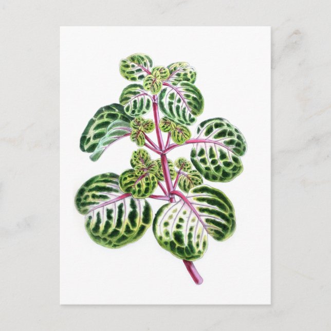 Carte Postale Iresine Herbstii, Aureo-Reticulata (Devant)