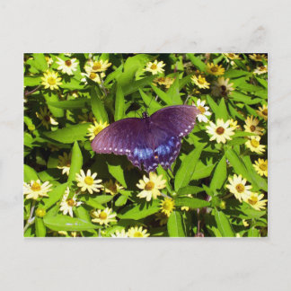 Carte Postale Iridescente Bleu violet avec ailes de papillon noi
