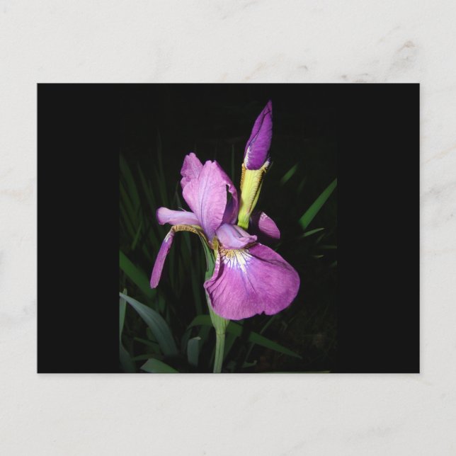 CARTE POSTALE  IRIS (Devant)