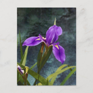 Carte Postale Iris à eau