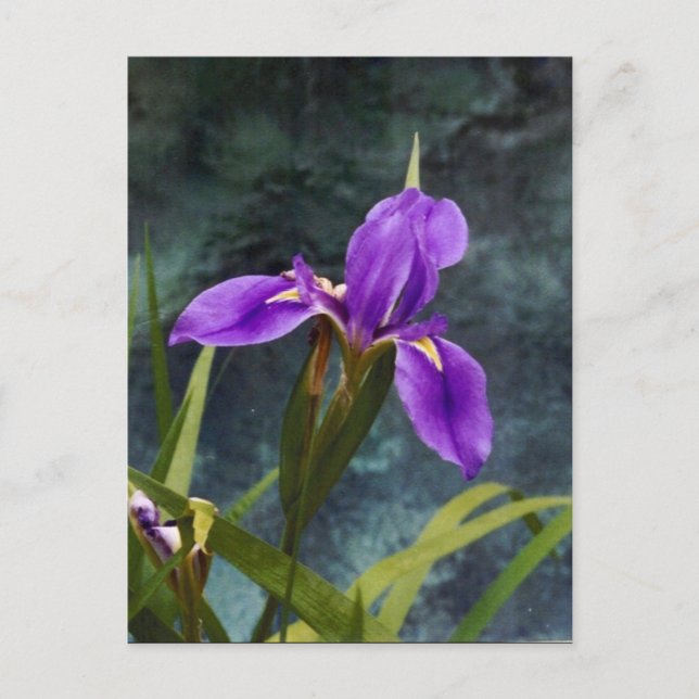 Carte Postale Iris à eau (Devant)
